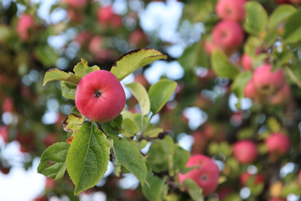 Äpfel am Apfelbaum